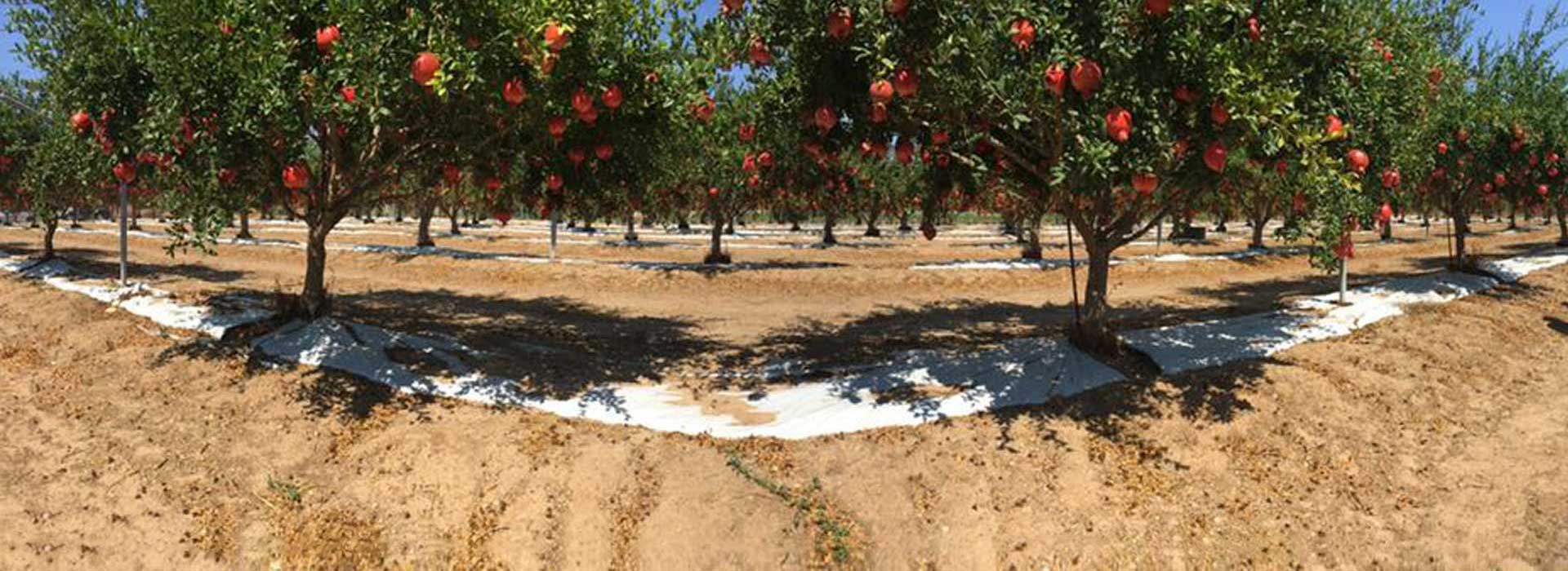 Amore per la terra, rispetto della natura e benessere per l’uomo